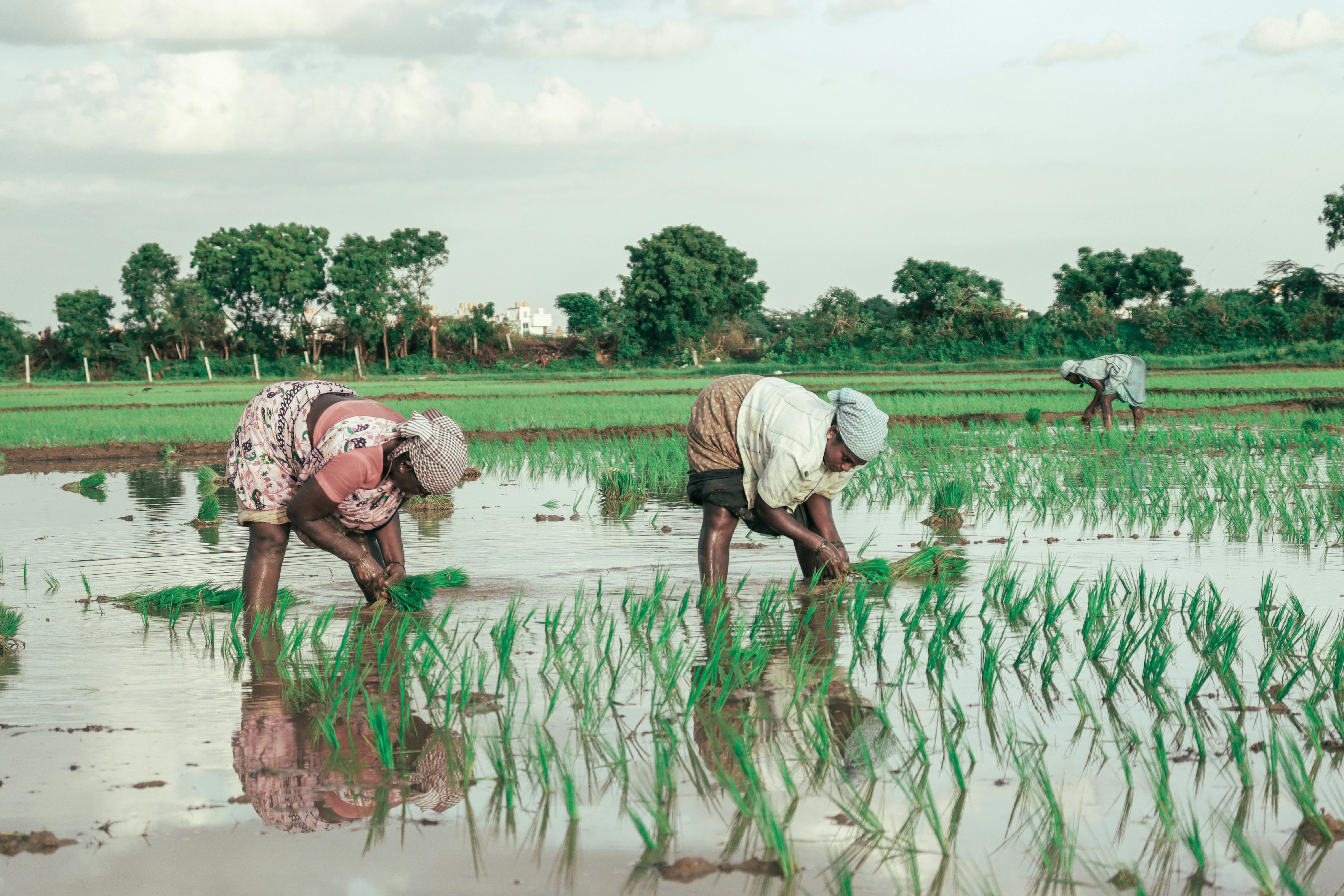 Agriculture